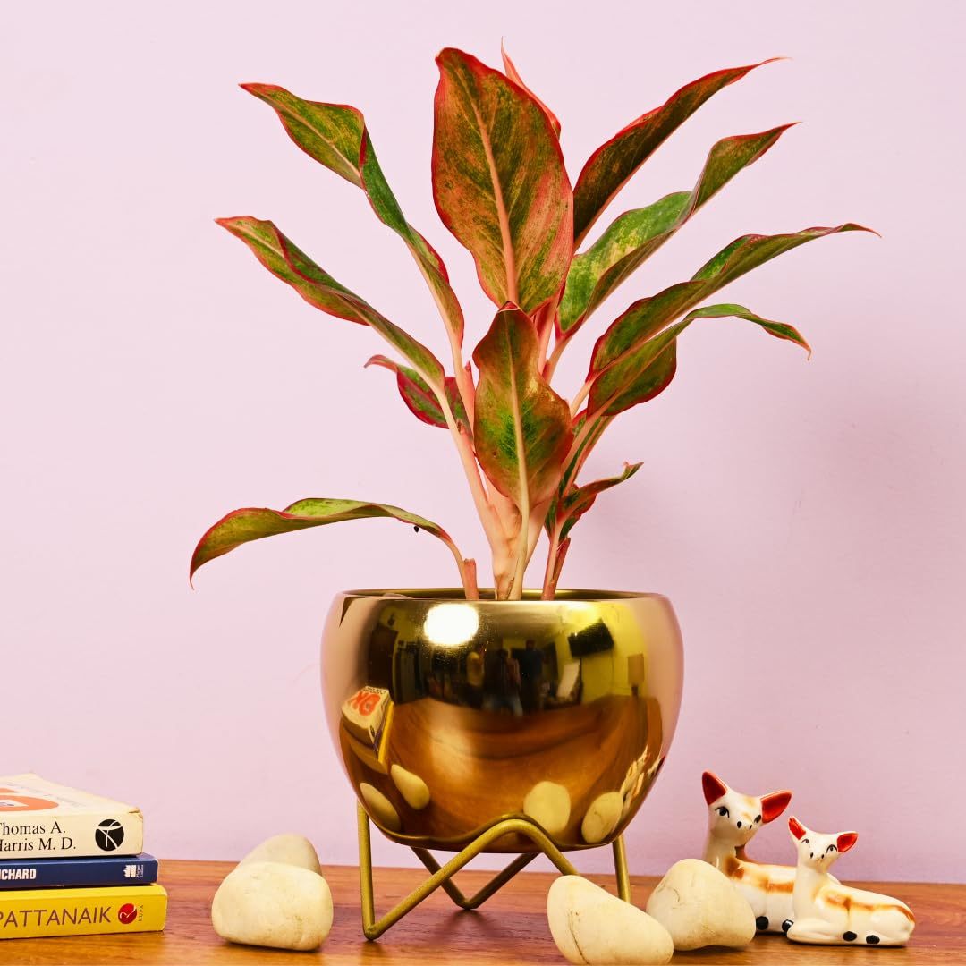 Glossy Gold Metal Planter with Stand